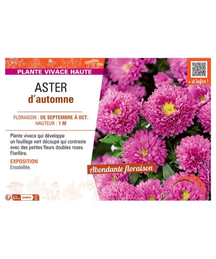 Aster novi-belgii ASTER D'AUTOMNE (rose)