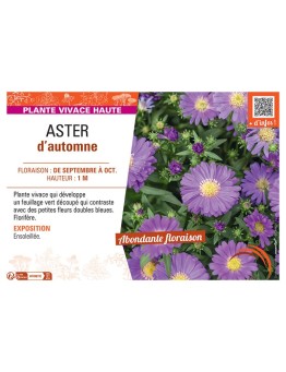 Aster novi-belgii ASTER D'AUTOMNE (bleu)