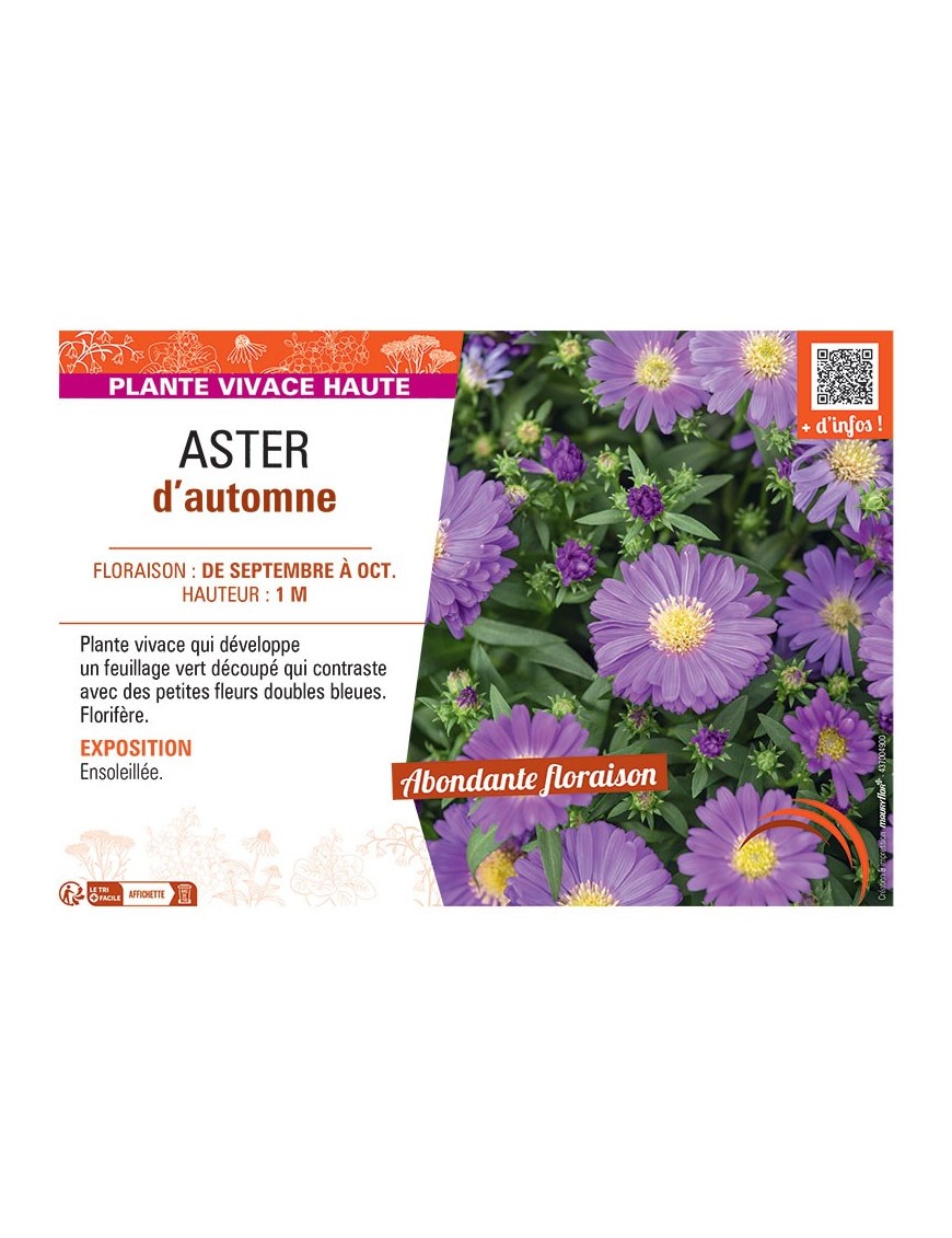 Aster novi-belgii ASTER D'AUTOMNE (bleu)