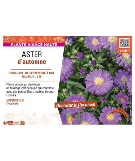 Aster novi-belgii ASTER D'AUTOMNE (bleu)
