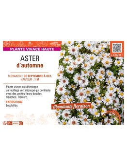 Aster novi-belgii ASTER D'AUTOMNE (blanc)