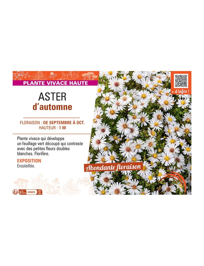 Aster novi-belgii ASTER D'AUTOMNE (blanc)