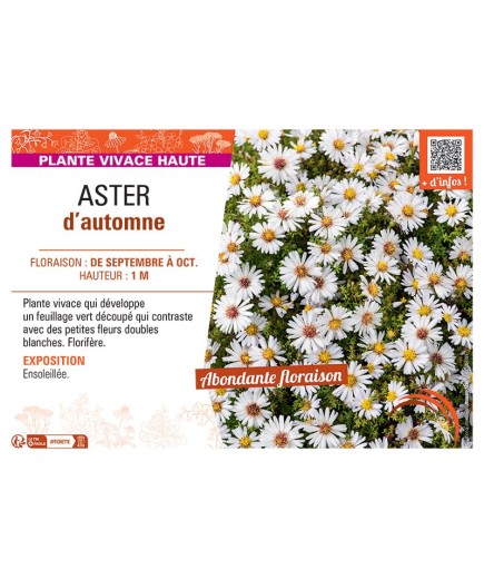 Aster novi-belgii ASTER D'AUTOMNE (blanc)