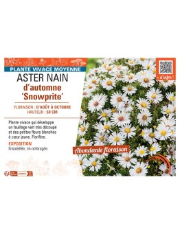 ASTER NAIN D'AUTOMNE SNOWPRITE