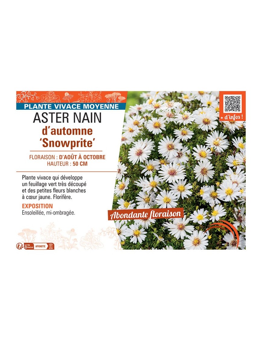 ASTER NAIN D'AUTOMNE SNOWPRITE