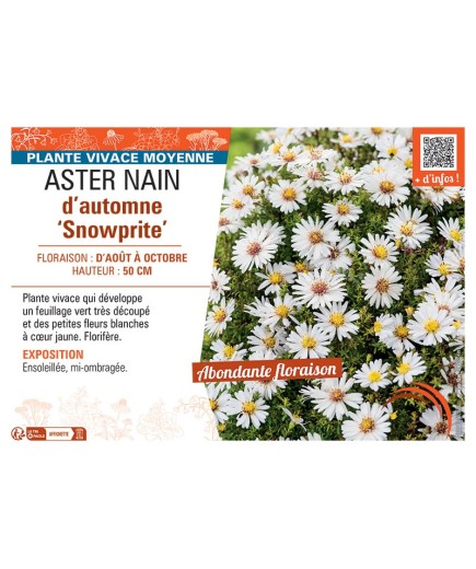 ASTER NAIN D'AUTOMNE SNOWPRITE