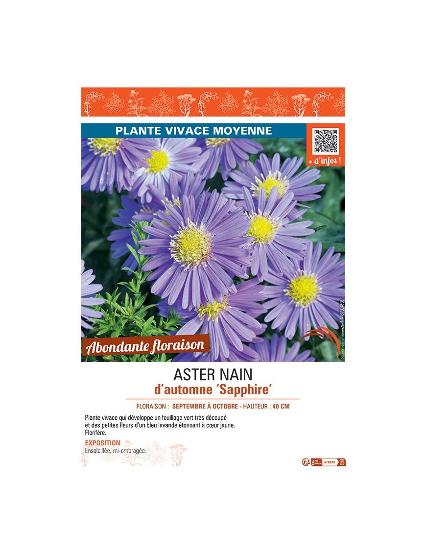 ASTER NAIN D'AUTOMNE SAPPHIRE