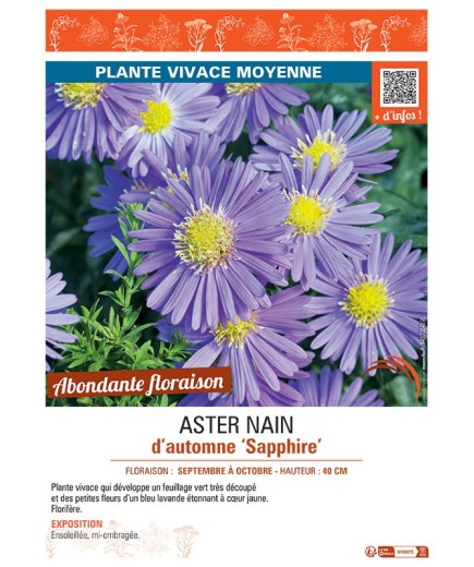 ASTER NAIN D'AUTOMNE SAPPHIRE