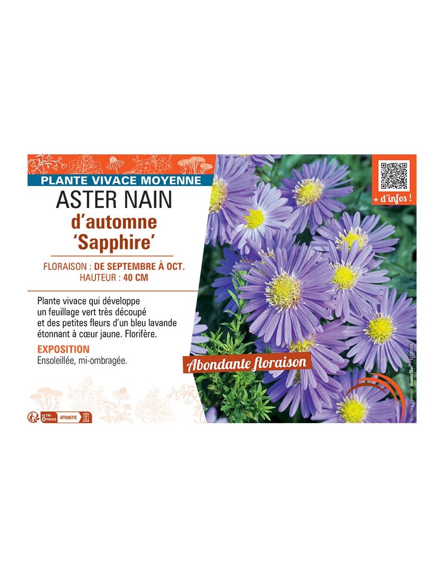 ASTER NAIN D'AUTOMNE SAPPHIRE