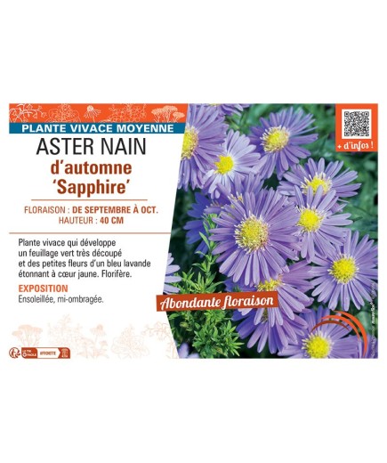 ASTER NAIN D'AUTOMNE SAPPHIRE