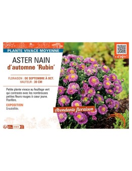 ASTER NAIN D'AUTOMNE RUBIN