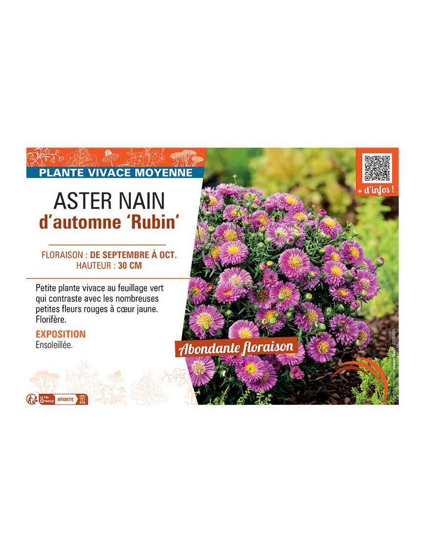 ASTER NAIN D'AUTOMNE RUBIN