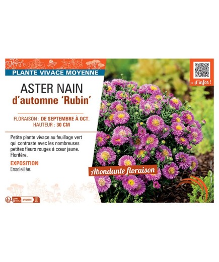 ASTER NAIN D'AUTOMNE RUBIN