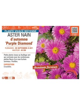 ASTER NAIN D'AUTOMNE PURPLE DIAMOND