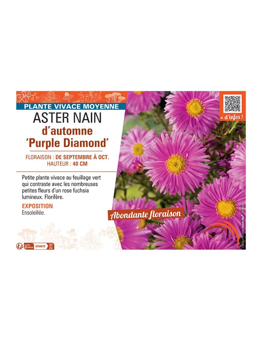 ASTER NAIN D'AUTOMNE PURPLE DIAMOND