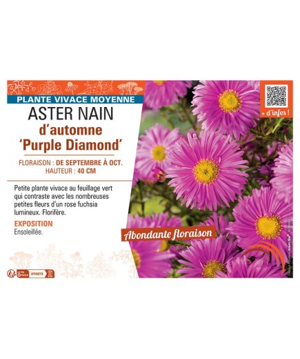 ASTER NAIN D'AUTOMNE PURPLE DIAMOND
