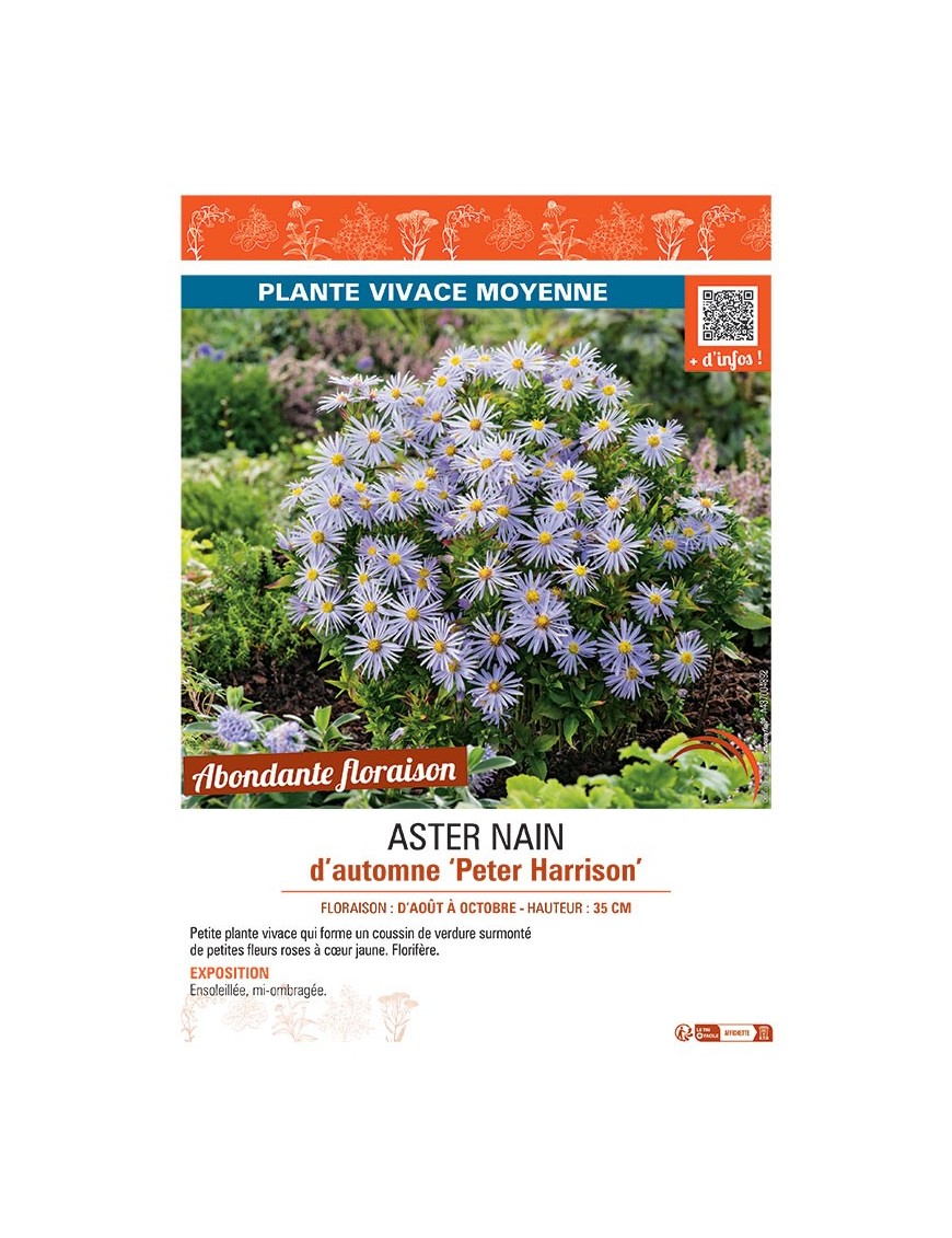 ASTER NAIN D'AUTOMNE PETER HARRISON