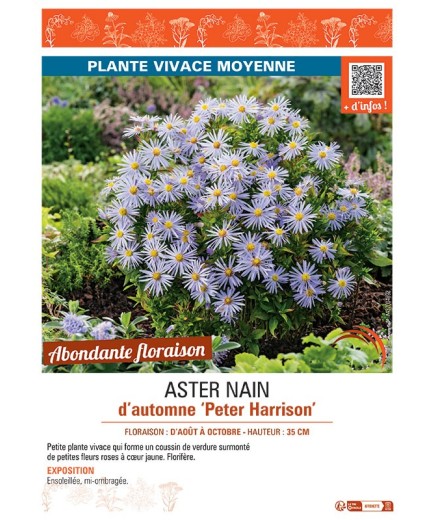 ASTER NAIN D'AUTOMNE PETER HARRISON