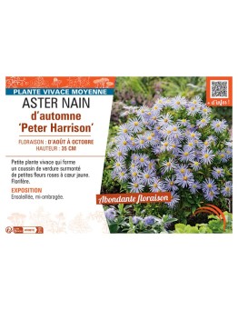 ASTER NAIN D'AUTOMNE PETER HARRISON