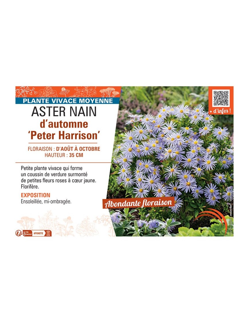 ASTER NAIN D'AUTOMNE PETER HARRISON