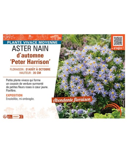 ASTER NAIN D'AUTOMNE PETER HARRISON