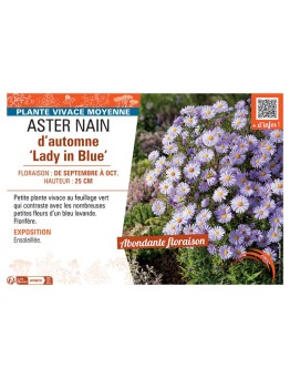 ASTER NAIN D'AUTOMNE LADY IN BLUE