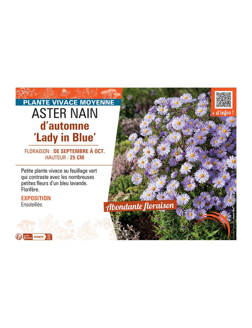 ASTER NAIN D'AUTOMNE LADY IN BLUE