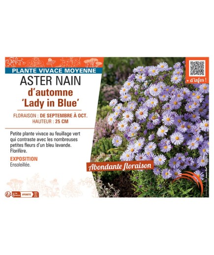 ASTER NAIN D'AUTOMNE LADY IN BLUE