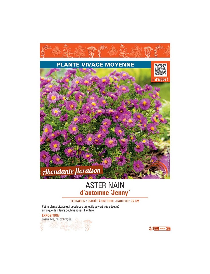 ASTER NAIN D'AUTOMNE JENNY