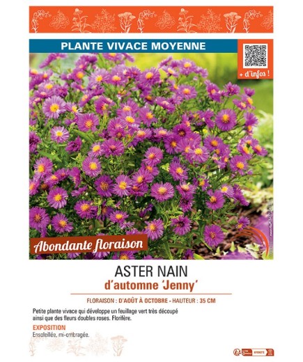 ASTER NAIN D'AUTOMNE JENNY