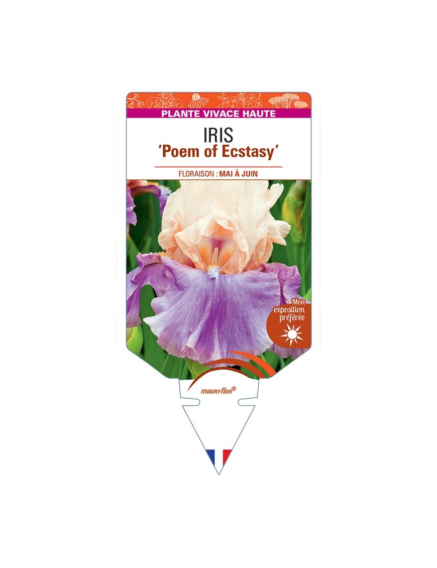 IRIS (germanica) Poem of Ecstasy