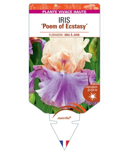 IRIS (germanica) Poem of Ecstasy