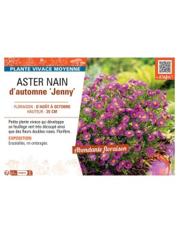 ASTER NAIN D'AUTOMNE JENNY