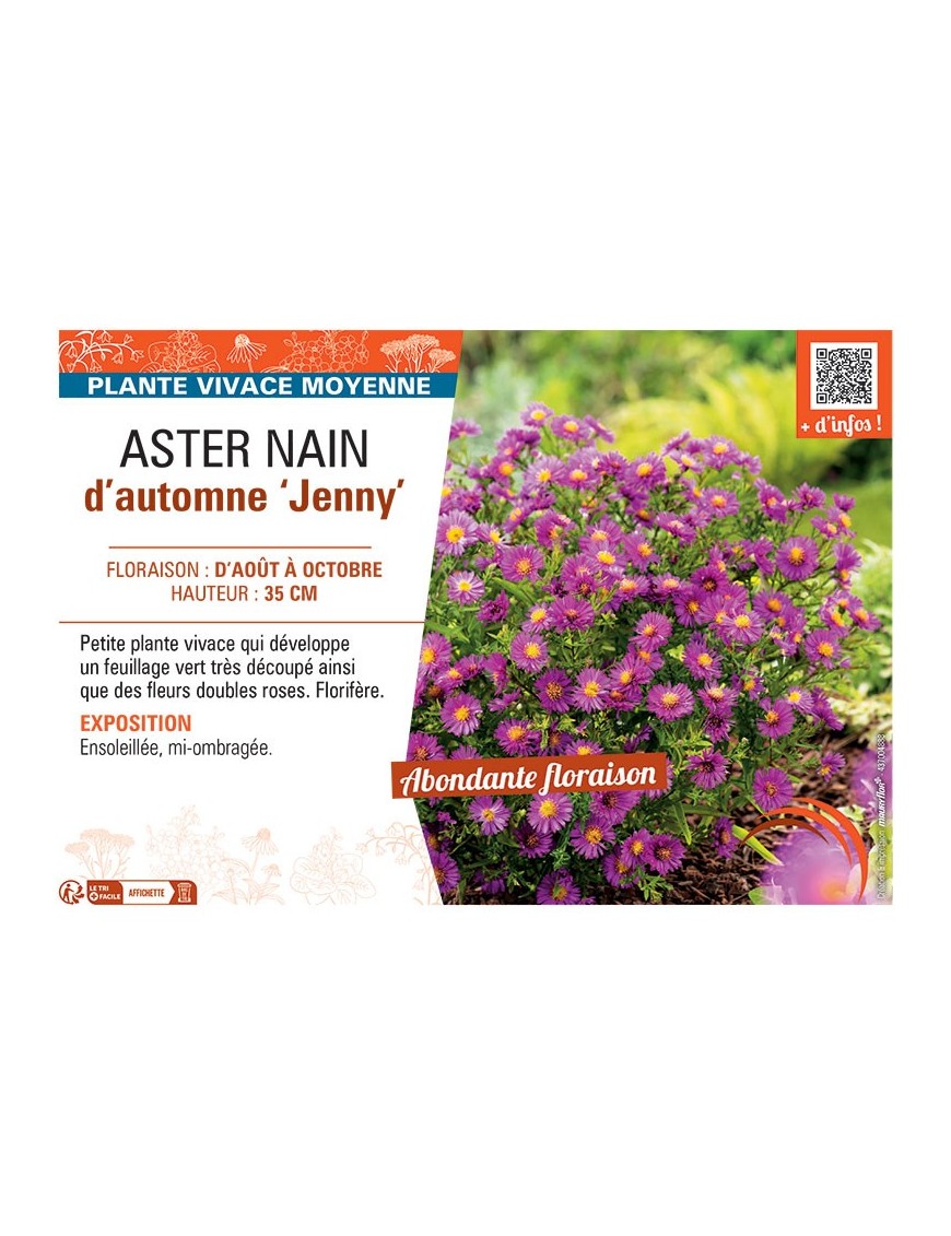 ASTER NAIN D'AUTOMNE JENNY