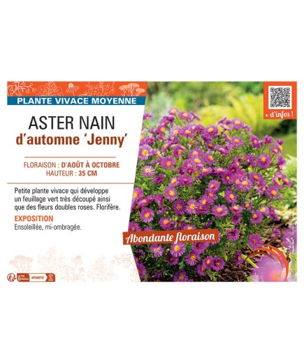 ASTER NAIN D'AUTOMNE JENNY