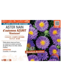 ASTER NAIN D'AUTOMNE AZURIT KIASTAZURI