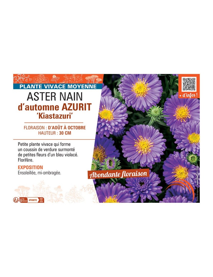 ASTER NAIN D'AUTOMNE AZURIT KIASTAZURI