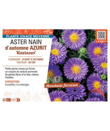 ASTER NAIN D'AUTOMNE AZURIT KIASTAZURI