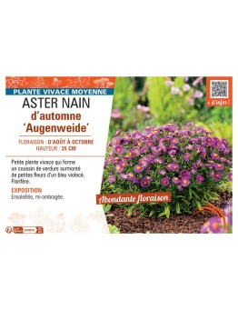 ASTER NAIN D'AUTOMNE AUGENWEIDE