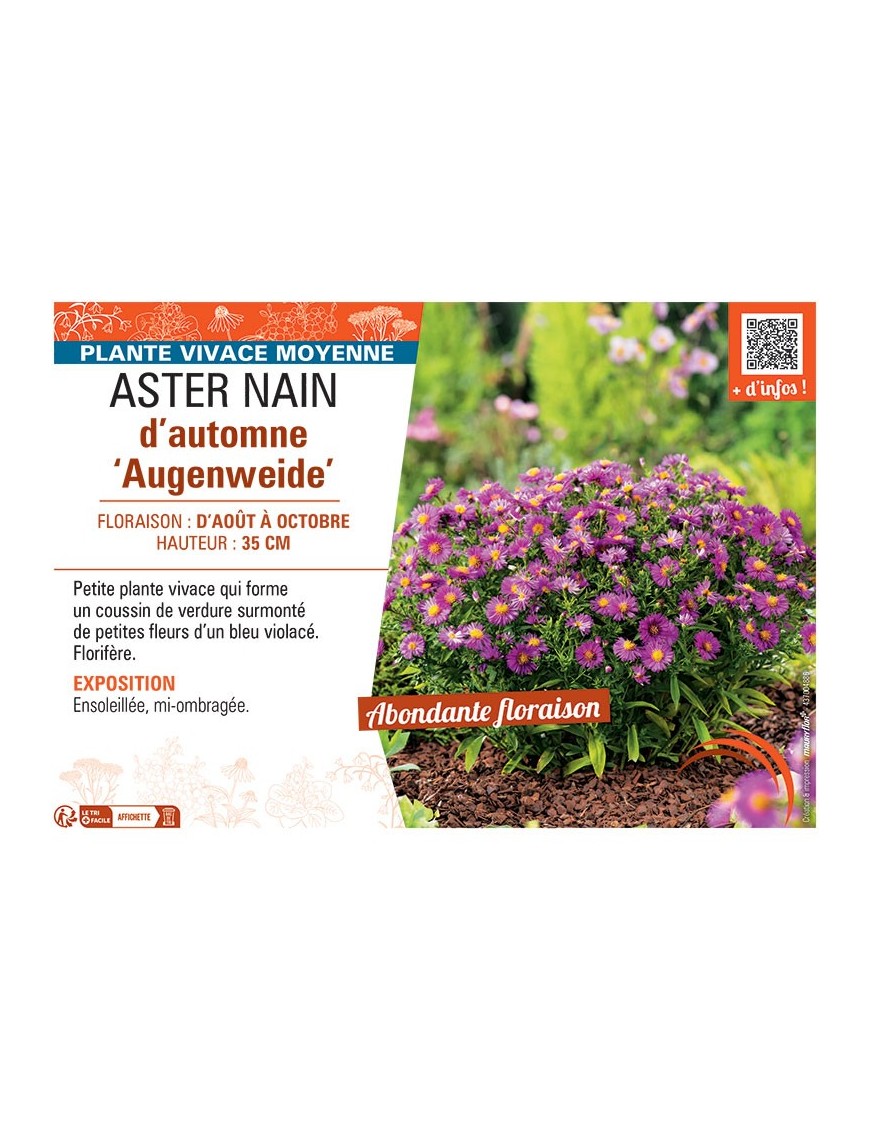 ASTER NAIN D'AUTOMNE AUGENWEIDE