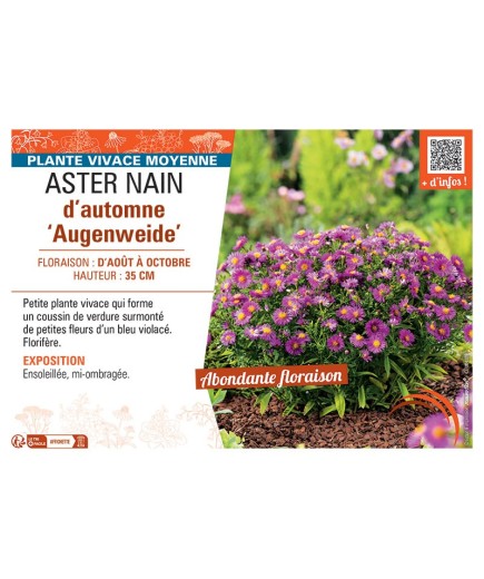 ASTER NAIN D'AUTOMNE AUGENWEIDE