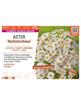ASTER HERBSTSCHNEE