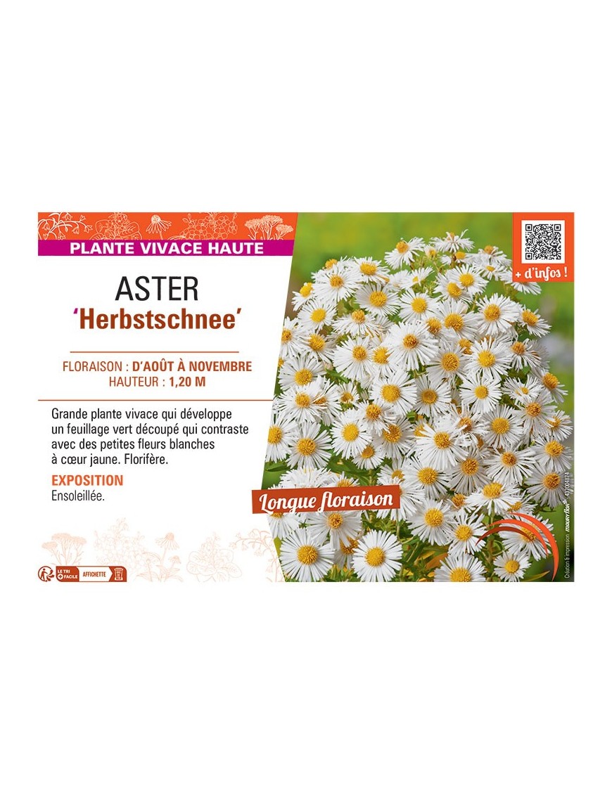 ASTER HERBSTSCHNEE