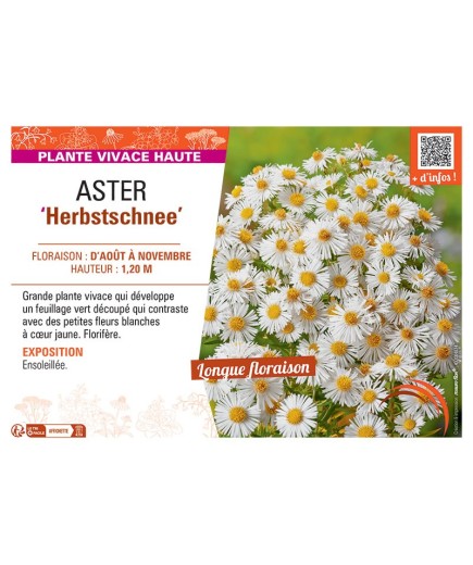 ASTER HERBSTSCHNEE