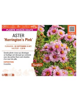 ASTER HARRINGTON'S PINK