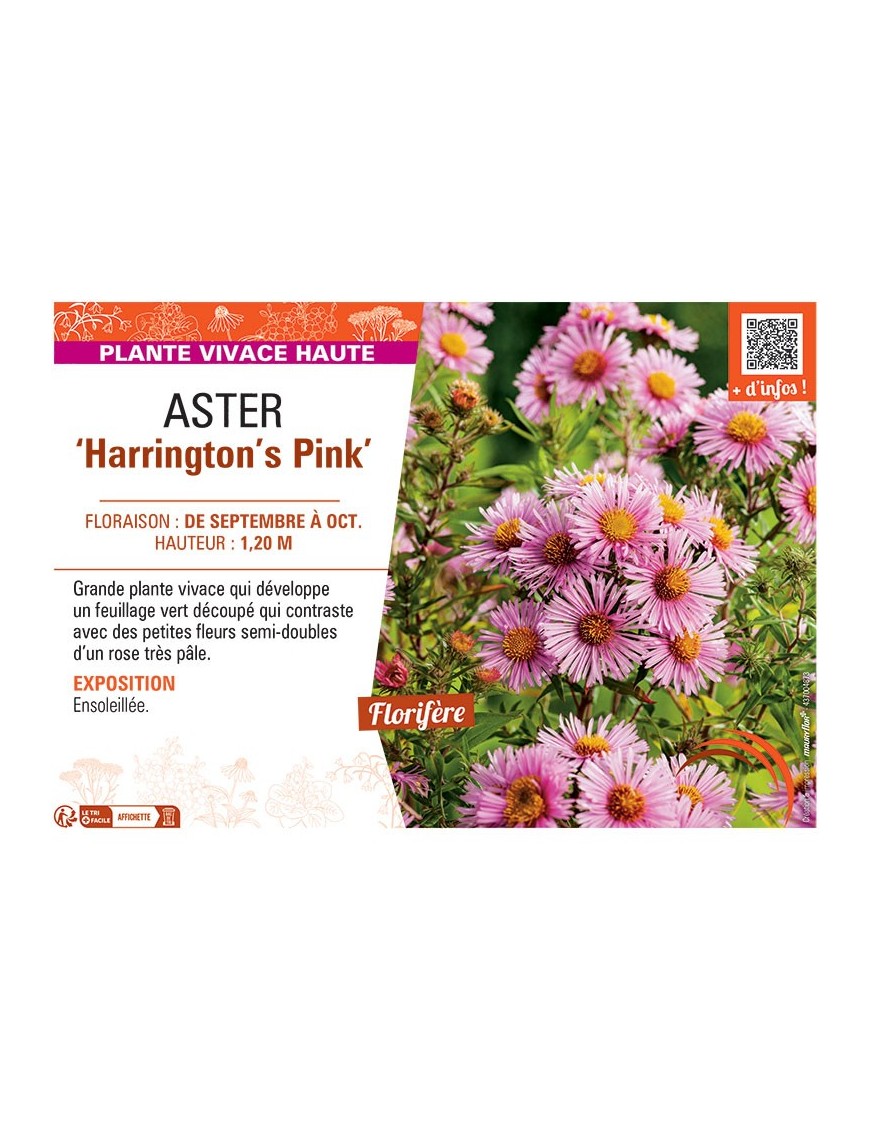 ASTER HARRINGTON'S PINK