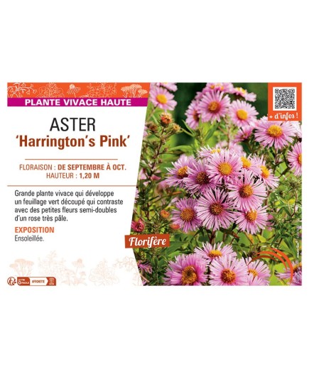 ASTER HARRINGTON'S PINK