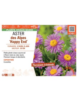 ASTER DES ALPES HAPPY END