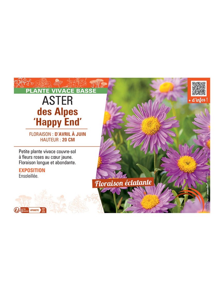 ASTER DES ALPES HAPPY END