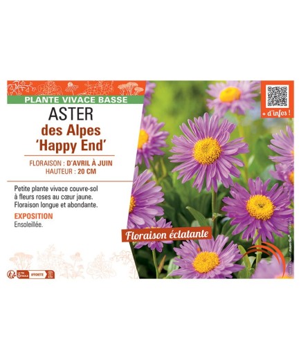 ASTER DES ALPES HAPPY END